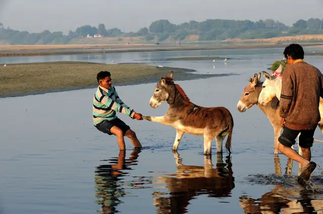 ગધેડાપાલન, ગુજરાતમાં ગધેડાઓ, બીબીસી ગુજરાતી