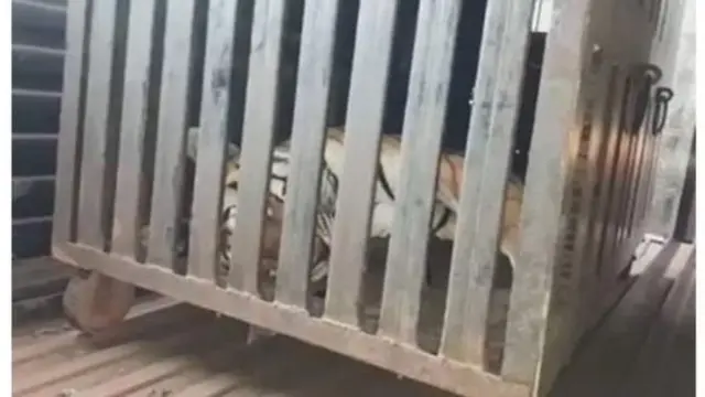 چارواکي وايي، د پړانګې طبي معاینات به کېږي