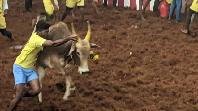 அலங்காநல்லூர் ஜல்லிக்கட்டு