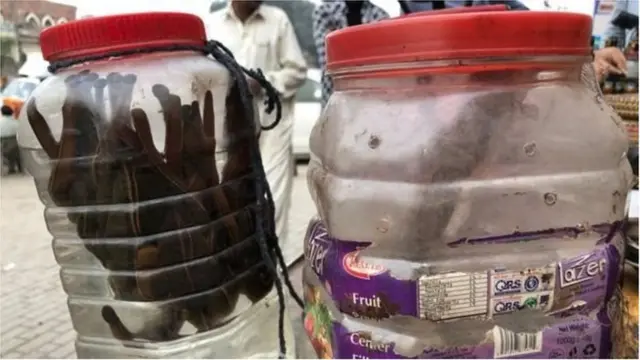 శాండా బల్లి