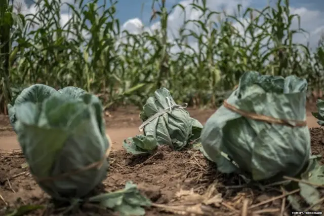 शरणार्थी कैंप