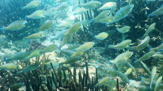 கொரோனா ஊரடங்கால் மீனவர்கள் பிடித்து வரும் மீன்களை ஏற்றுமதி செய்வதில் சிக்கல்: விரிவான தகவல்