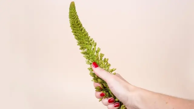 Una mujer sosteniendo una rama