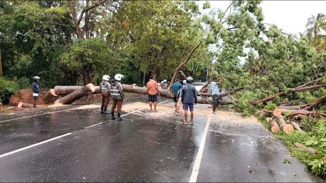 හලාවත ප්‍රදේශයේ මාර්ගයක් හරහා ගසක් කඩා වැටී ඇති අයුරු 