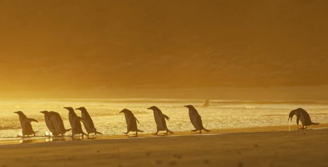 一群海滩上的企鹅，其中一只在呕吐