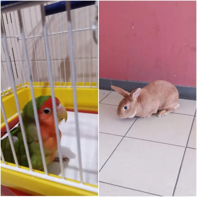 Nadia còn đang chăm sóc cho cả thỏ và vẹt mà cô 'cứu được' trong những ngày chiến tranh diễn ra ở Kharkiv