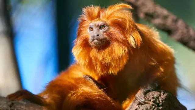 Золотистый тамарин