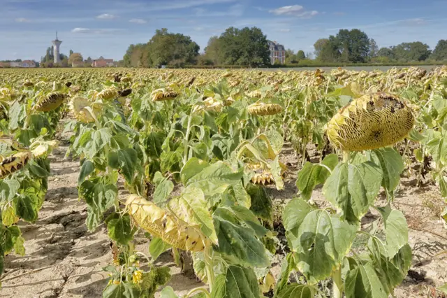 Dünyanın birçok yerinde iklim değişikliği tarımı olumsuz etkiliyor