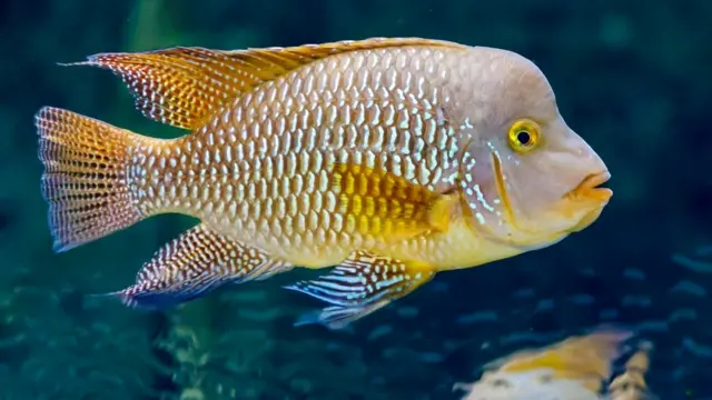 Бразильский геофагус (Geophagus brasiliensis)