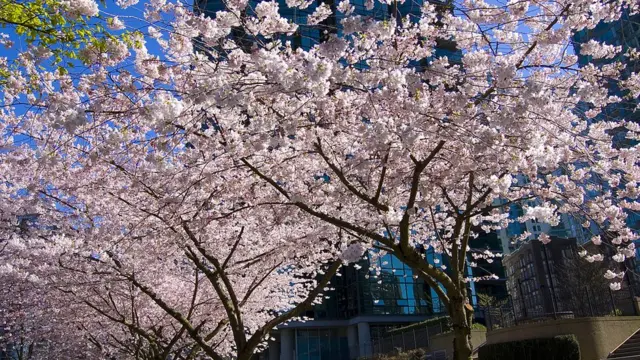 Алексей Куницкий, Калгари, Канада: "Каждую весну облака цветущей сакуры укрывают бело-розовыми одеялами тихоокеанский красавец Ванкувер".