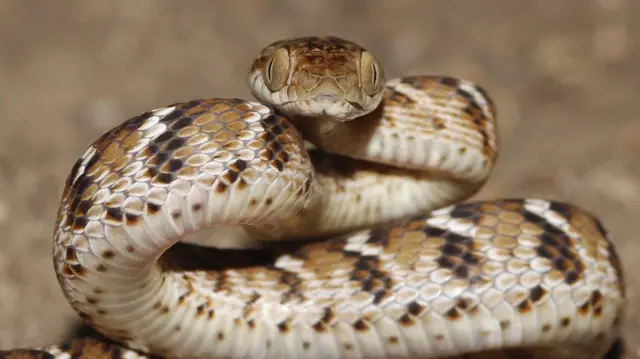 நச்சுப் பாம்புகளை எளிதில் அடையாளம் காண்பது எப்படி? உதவும் புதிய கையேடு