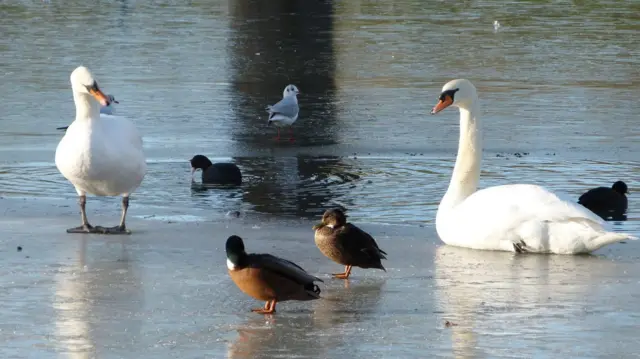 En la orilla del lago hay siete pájaros, entre ellos cisnes y patos.