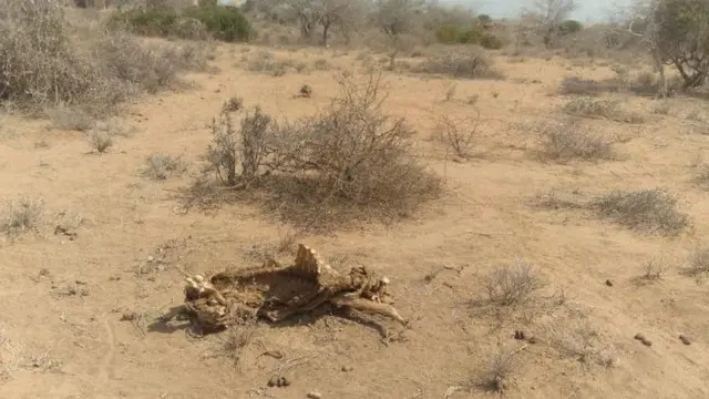 Hongeen Baha Afrikaatti mudate waggoota 40 keessatti isa hamaadha jedheera UN