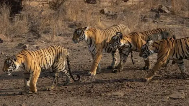 ராஜஸ்தான் ரந்தம்பூர் - புலிகள் காப்பகம் - இந்தியா 