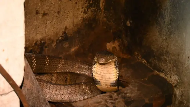 కింగ్ కోబ్రా