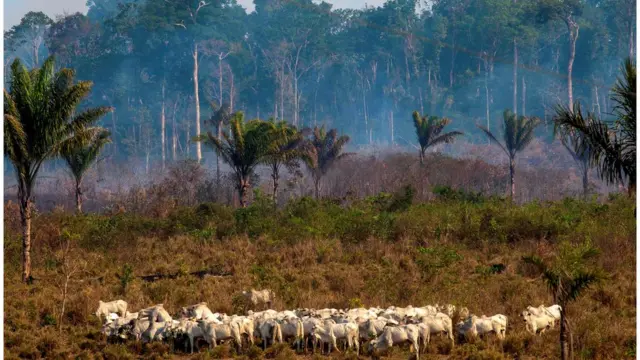 Pecuária no Pará