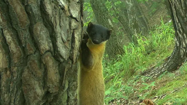 (캡션) 담비(멸종위기 2급)
