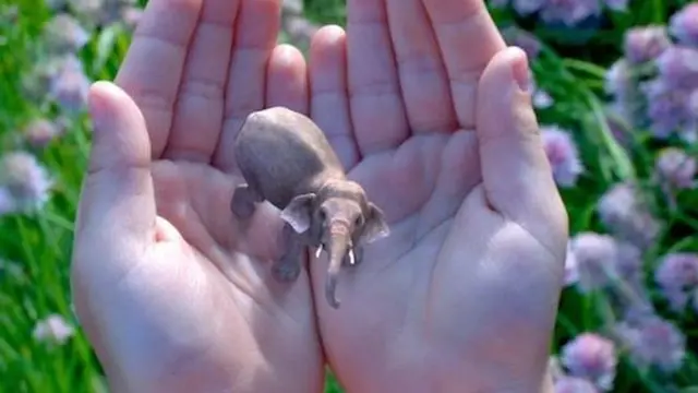 Человек держит в руках слона