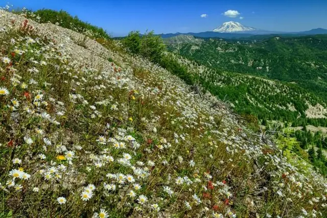 గిఫార్డ్ పిన్‌చాట్ నేషనల్ ఫారెస్ట్‌