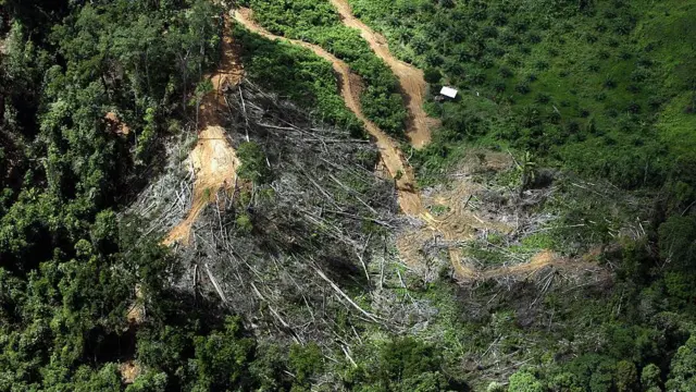 Pohon tumbang dari hutan hujan, dibuka untuk lahan pertanian, terlihat di sebelah perkebunan kelapa sawit yang merambah (atas kanan) di pedalaman Miri, negara bagian Sarawak, Malaysia bagian timur