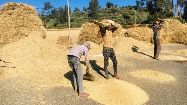 ዓውዲ መኼዳ ኣብ ከባቢ ዘላምበሳ
