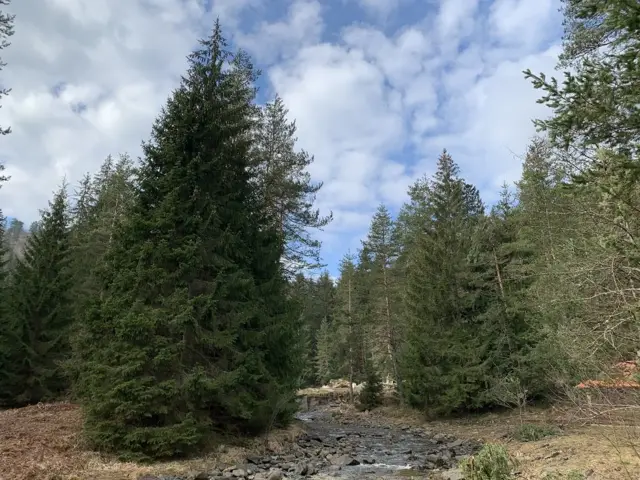 четинарске шуме