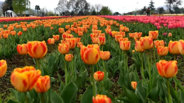 नरगिस के फूल