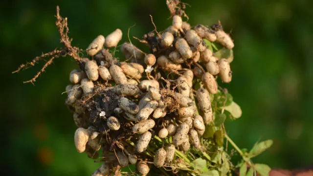 ਮੂੰਗਫਲੀ