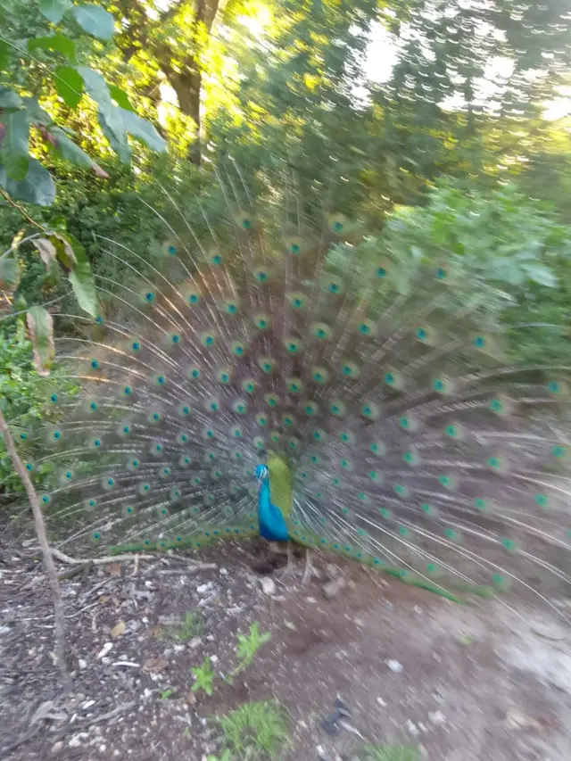 Piikook kan odola Prison Island jedhamu Zaanzibaaritti argamtu