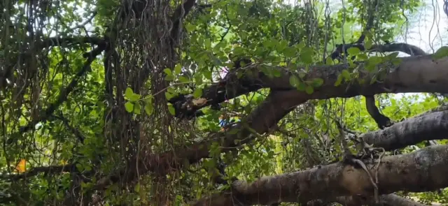 सांगलीतील कोसळलेला ऐतिहासिक 500 मीटर विस्ताराचा वटवृक्ष कसा वाचवता येईल?