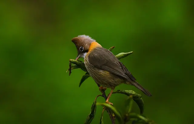 Un pajarito sobre la rama de un árbol.