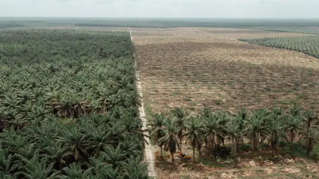 Perkebunan kelapa sawit