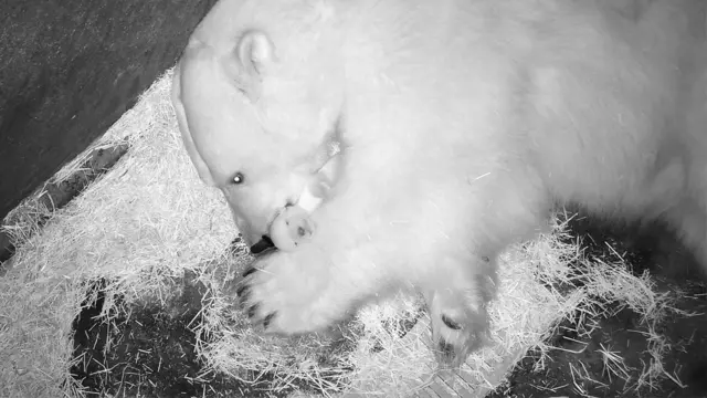 Bebê urso polar no Aquário de São Paulo: veja vídeo com as primeiras ...