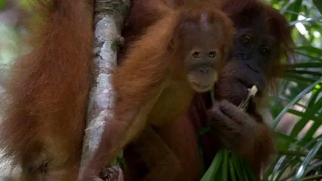 Đười ươi Sumatra. Ảnh: Perry van Duijnhoven