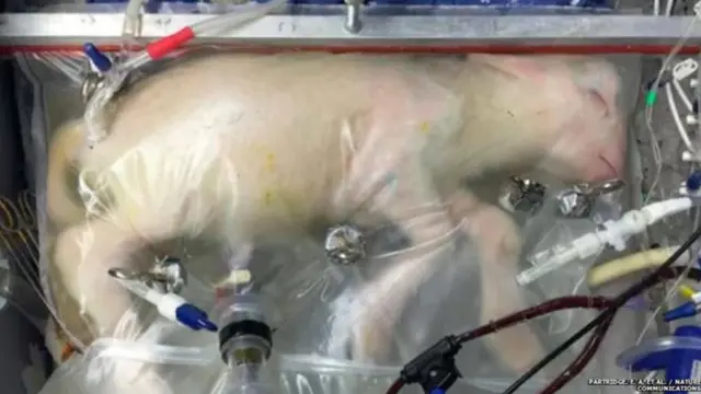 Yapay rahimde büyüyen kuzu