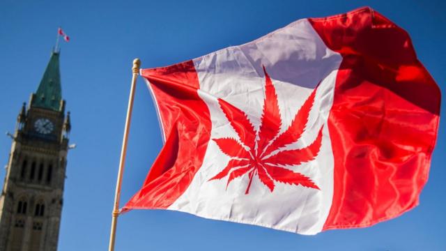 Kenevir yaprağı ile düzenlenmiş Kanada bayrağı sallayan bir aktivist