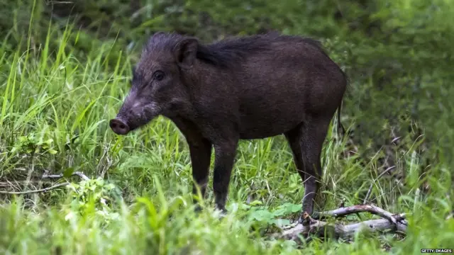 जंगली सुअर