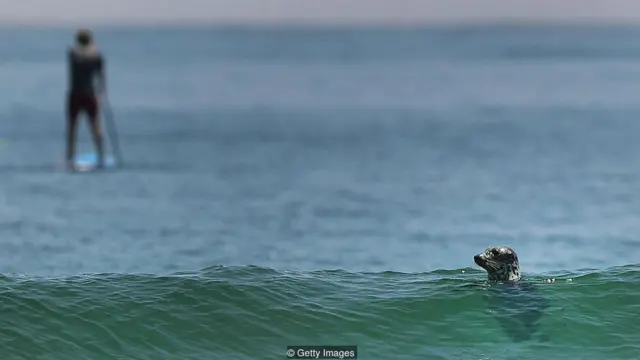 Kepala anjing laut menyembul dari bawah laut