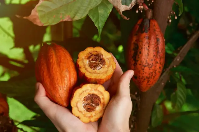 Cacao.