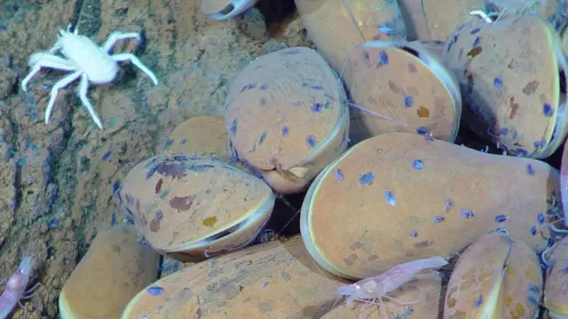 गहरे समुद्र असाधारण और विविध जीवों का घर हैं