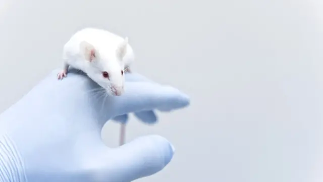 Те лабораторные мыши, которых избавили от бесполезных старых клеток, живут дольше и чувствуют себя здоровей