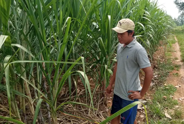 Ilustrasi petani tebu di Lampung Tengah.