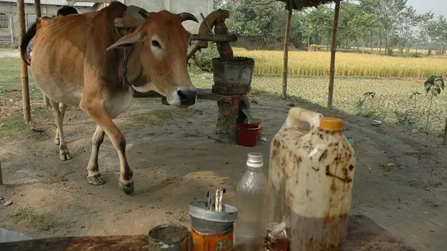 শহরের বাসিন্দাদের মধ্যে ঘানি ভাঙা সরিষার তেলের চাহিদা বেশ চাহিদা রয়েছে