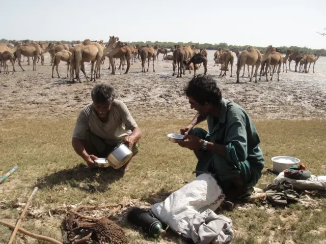 ਊਠਣੀ ਦਾ ਦੁੱਧ ਪੀਂਦੇ ਹੋਏ ਦੋ ਗੁਜਰਾਤੀ ਵਿਅਕਤੀ, ਆਸ-ਪਾਸ ਚਰਵਾਹਿਆਂ ਦਾ ਸਮਾਨ ਖਿਲਰਿਆ ਹੋਇਆ ਹੈ ਅਤੇ ਪਿਛੋਕੜ ਦੇ ਰੇਤੀਲੇ ਭੂਗੋਲ ਵਿੱਚ ਊਠ ਖੜ੍ਹੇ ਹਨ
