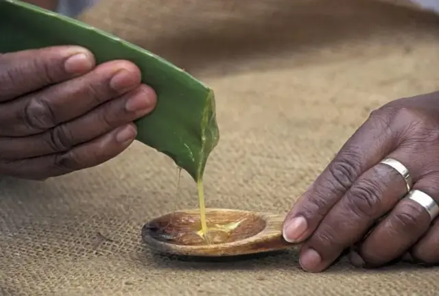 Aloe vera na highly prized plant. However, according to Dr Mathieu Tobossi, although di benefits of dis plant dey widely recognised, im use also get risks.