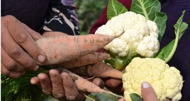 Туура тамактануу көп оорунун алдын алаарын адистер айтып келет