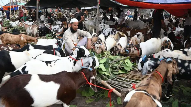 One man siddown for middle of ram, di rams dey chop leaf