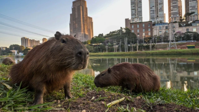 Kapibara olarak bilinen kemirgen hayvanlar.