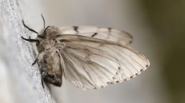 Ilustrasi ngengat sedang menempel