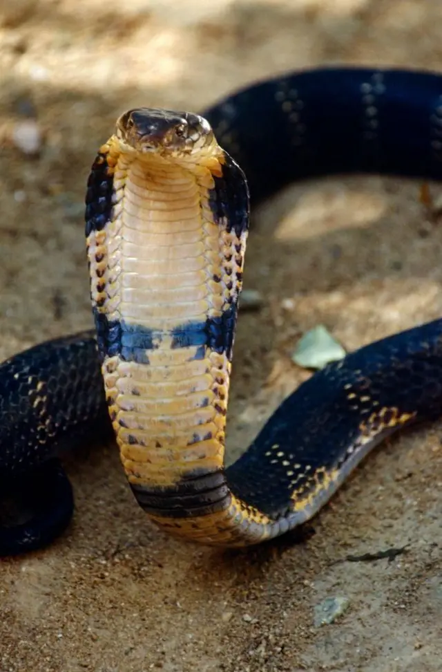 రాచనాగుల్లో నాలుగు జాతులు